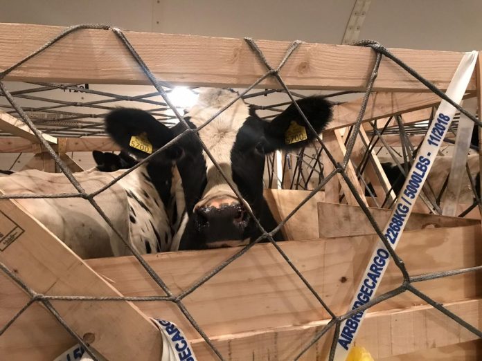 airbridgecargo-operates-charter-flight-with-heifers AirBridgeCargo Transports Cattle from USA to Thailand