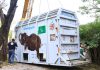 DHL Safely Relocates “The World’s Loneliest Elephant”