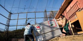 DHL Flies Two Himalayan Brown Bears to their New Home