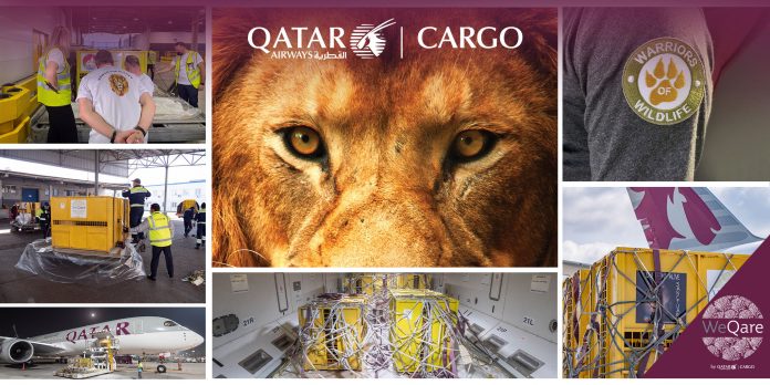QR Cargo-Lions QR Cargo Lions