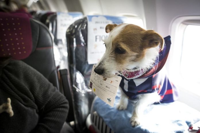 GettyImages-632838224-1000x667 American Airlines