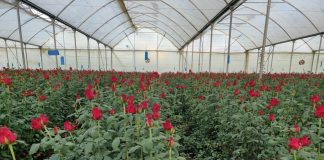 IAG Cargo flowers