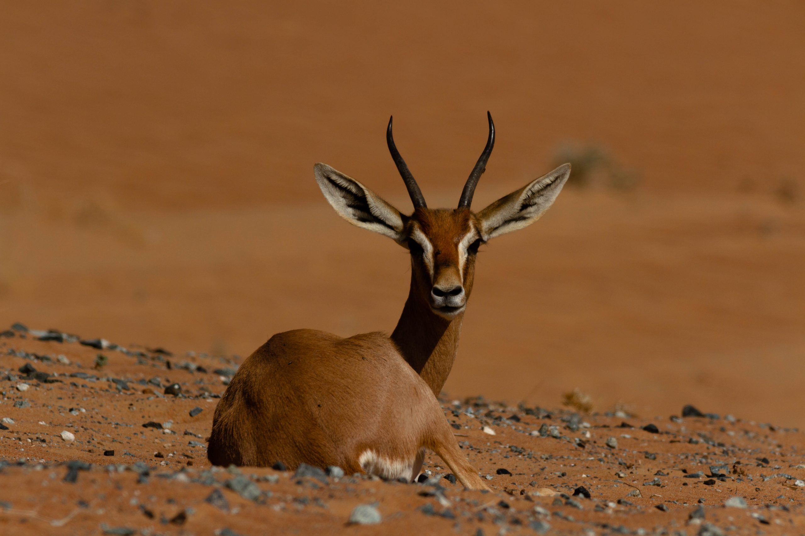 Emirates supports Sustainable Ecosystem at Dubai Desert Conservation Reserve Emirates supports Sustainable Ecosystem at Dubai Desert Conservation Reserve