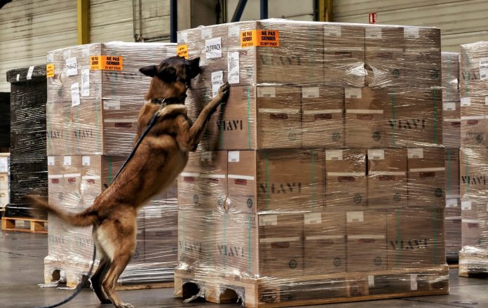 OneoftheDiagnosedogsatworkcheckinganaircargoshipment WFS Diagnose